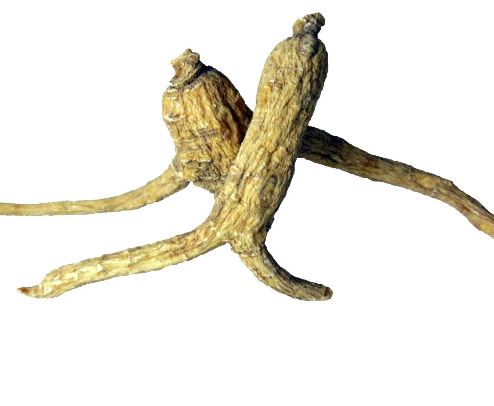 Wisconsin ginseng root 5 years old strong improve energy immunity