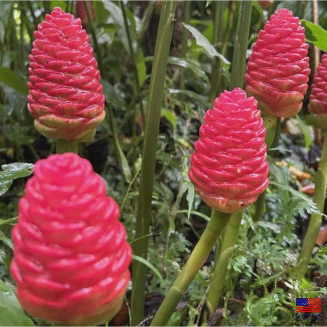 2 Rare Shampoo GINGER Plants Red Pinecone/Awapuhi Zingiber Zerumbet FREE SHIPING