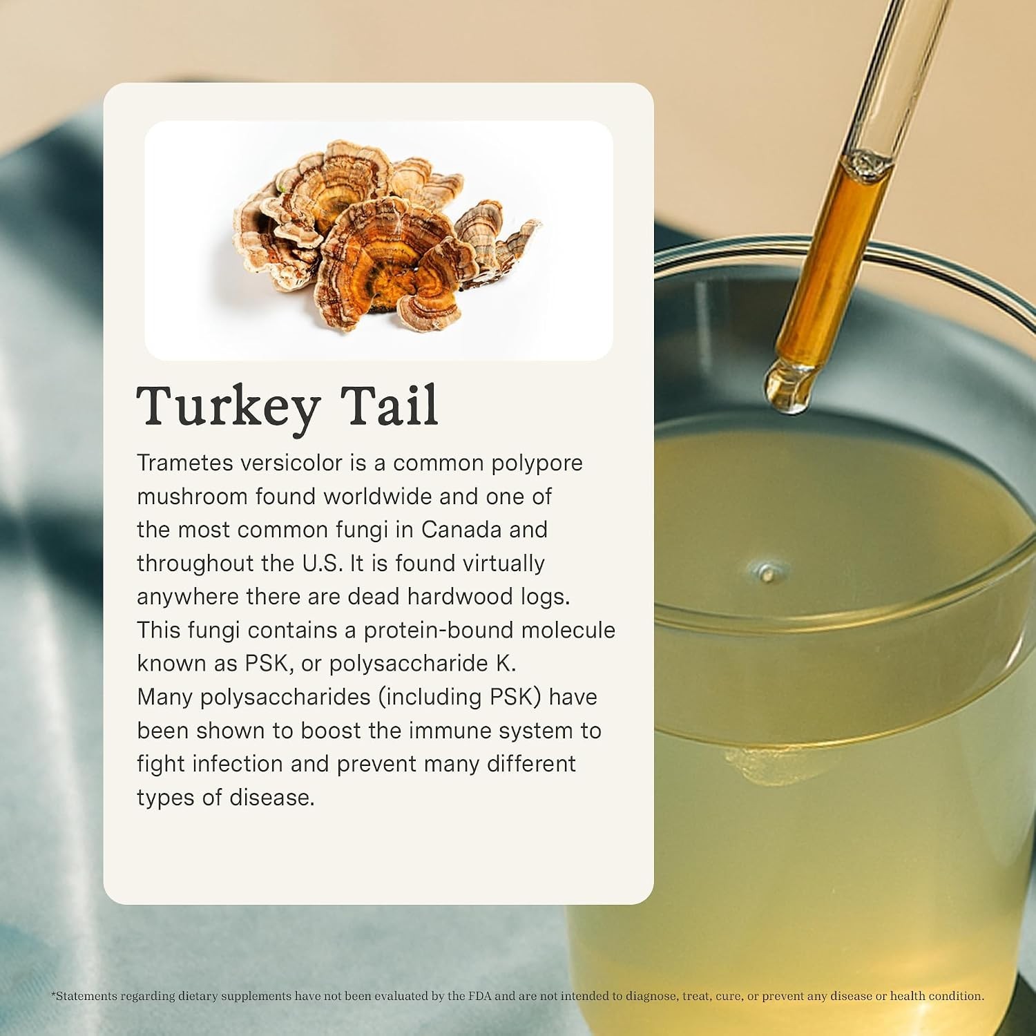 Turkey Tail Mushroom Tincture – Dual Extract Mushroom Supplement 100 mL