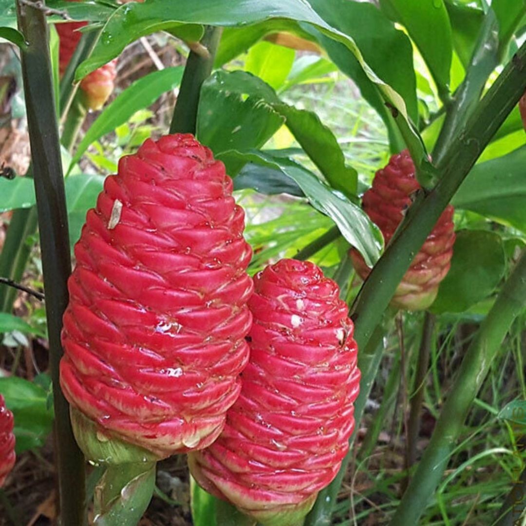 6 Shampoo GINGER Rhizomes Red Pinecone/Awapuhi Zingibar Zerumbet FREE SHIP