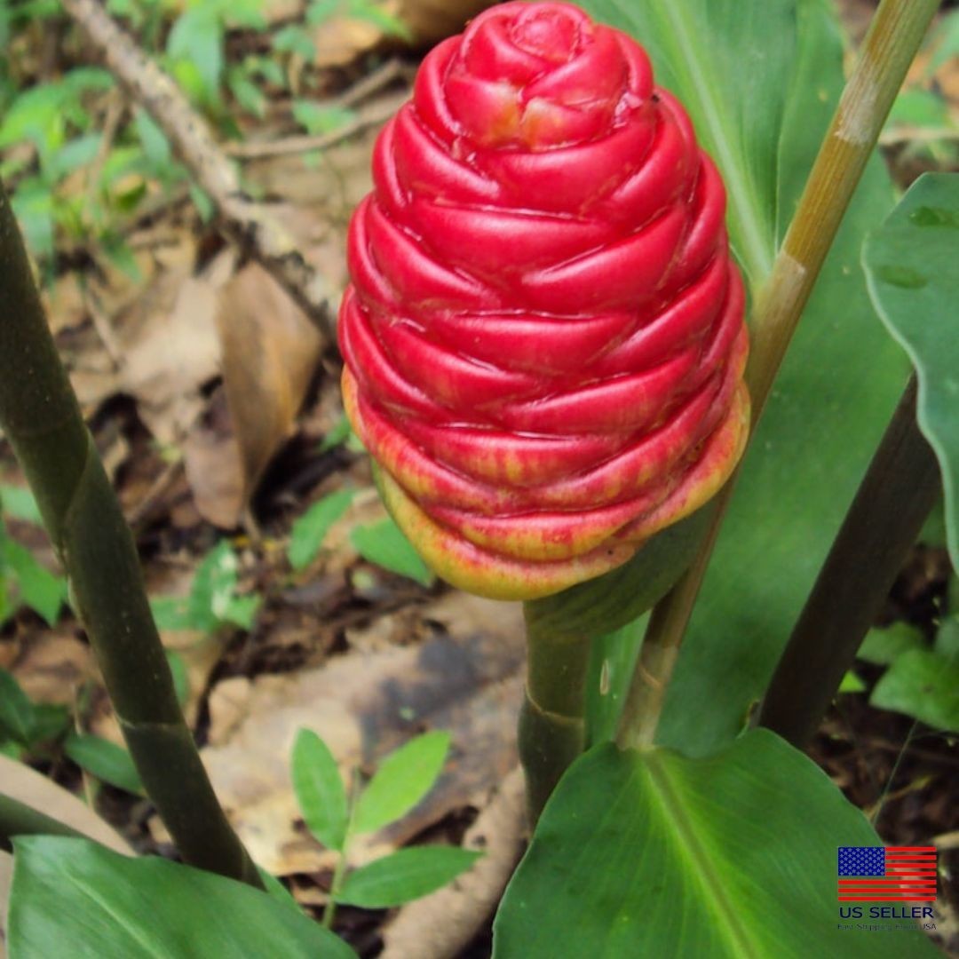 6 Shampoo GINGER Rhizomes Red Pinecone/Awapuhi Zingibar Zerumbet FREE SHIP