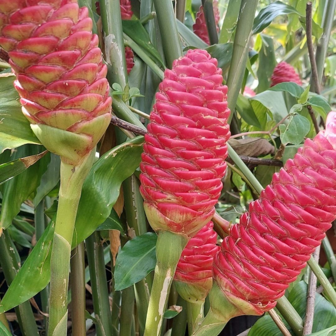 6 Shampoo GINGER Rhizomes Red Pinecone/Awapuhi Zingibar Zerumbet FREE SHIP
