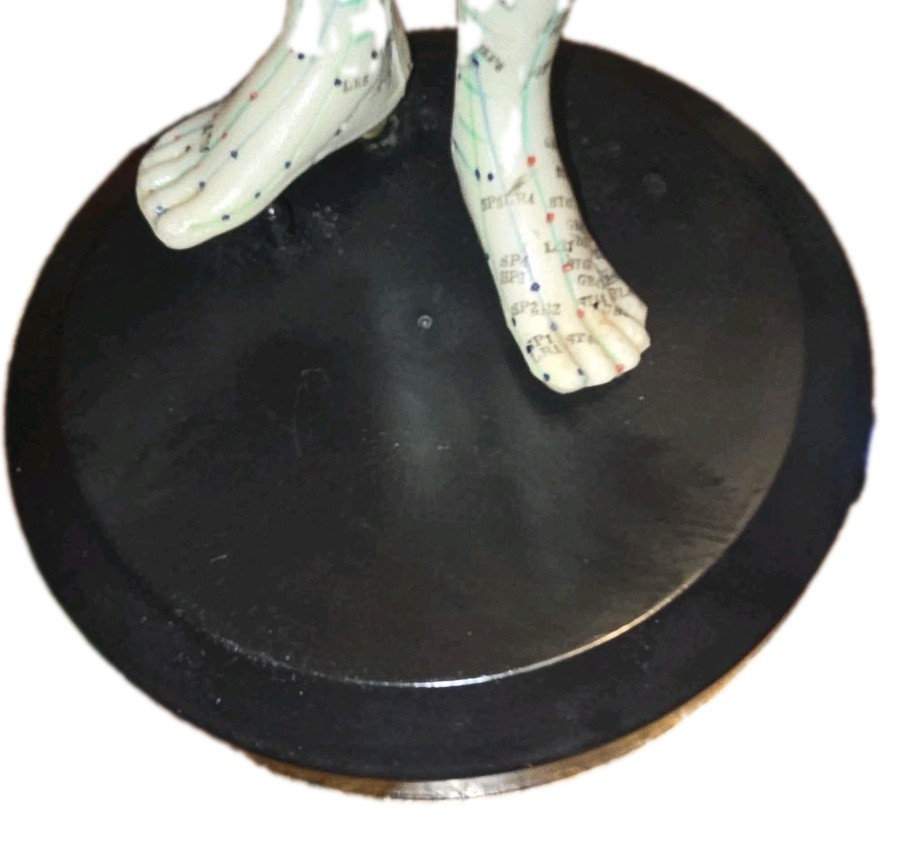 Acupuncture Model On Stand Lightly Used