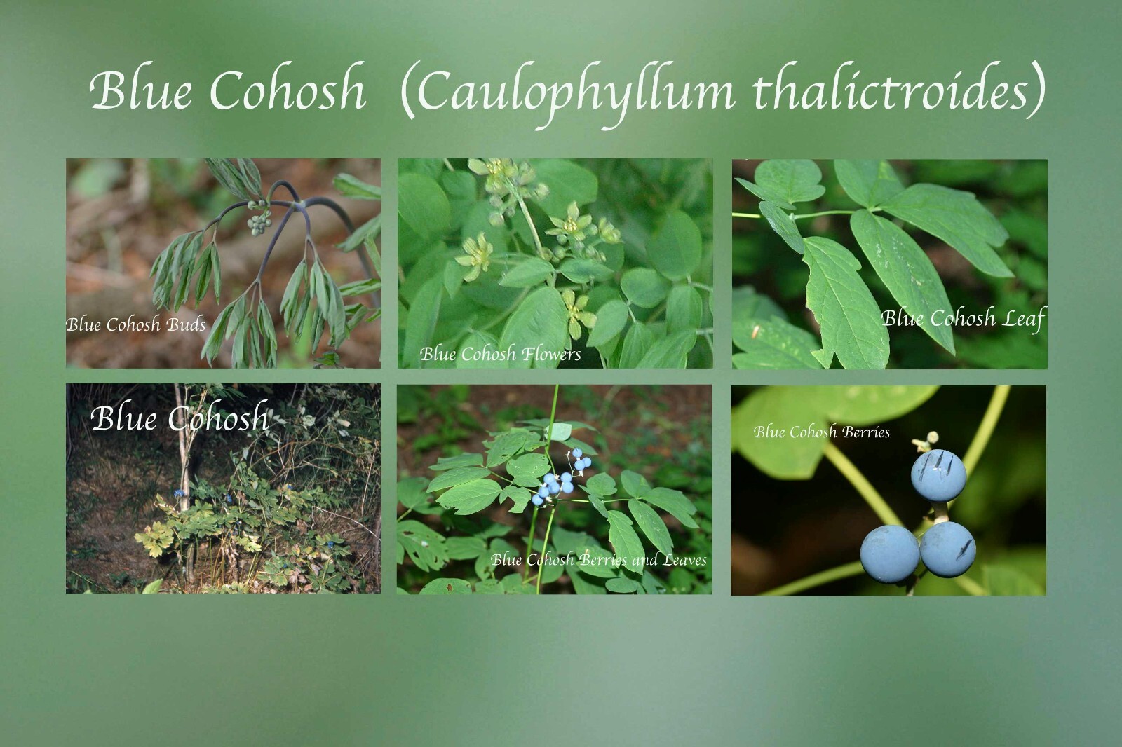 Blue Cohosh Organic Tincture Herbal Extract Handcrafted & Aged 1 Year