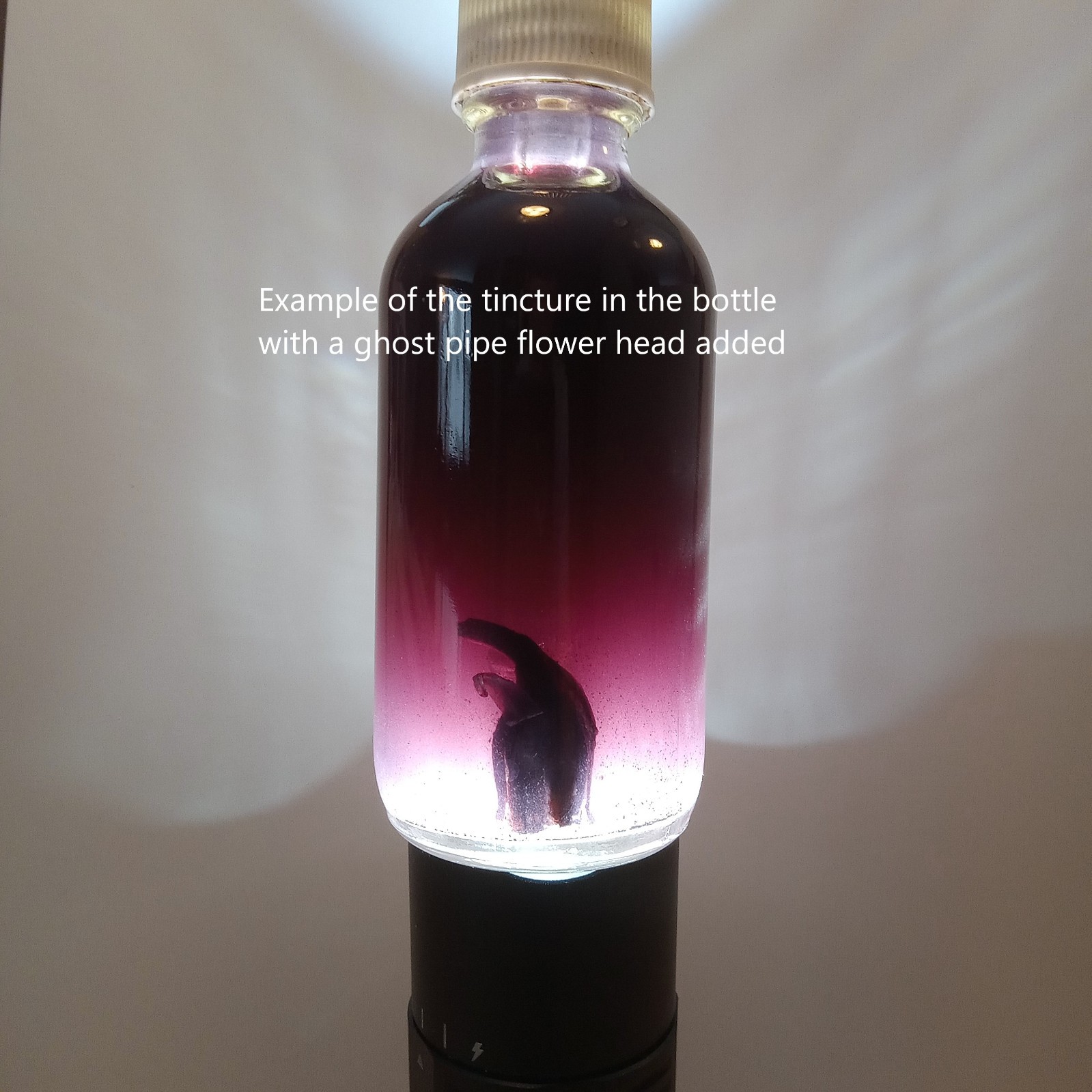 Village Ghost Pipe Tincture steeped for over 1 yr in 2oz bottle IBS Pain relief