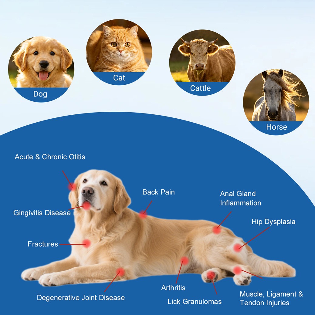 Low Level Laser Therapy for Osteoarthritis Pain Relief 16x660nm+4x810nm+4x980nm
