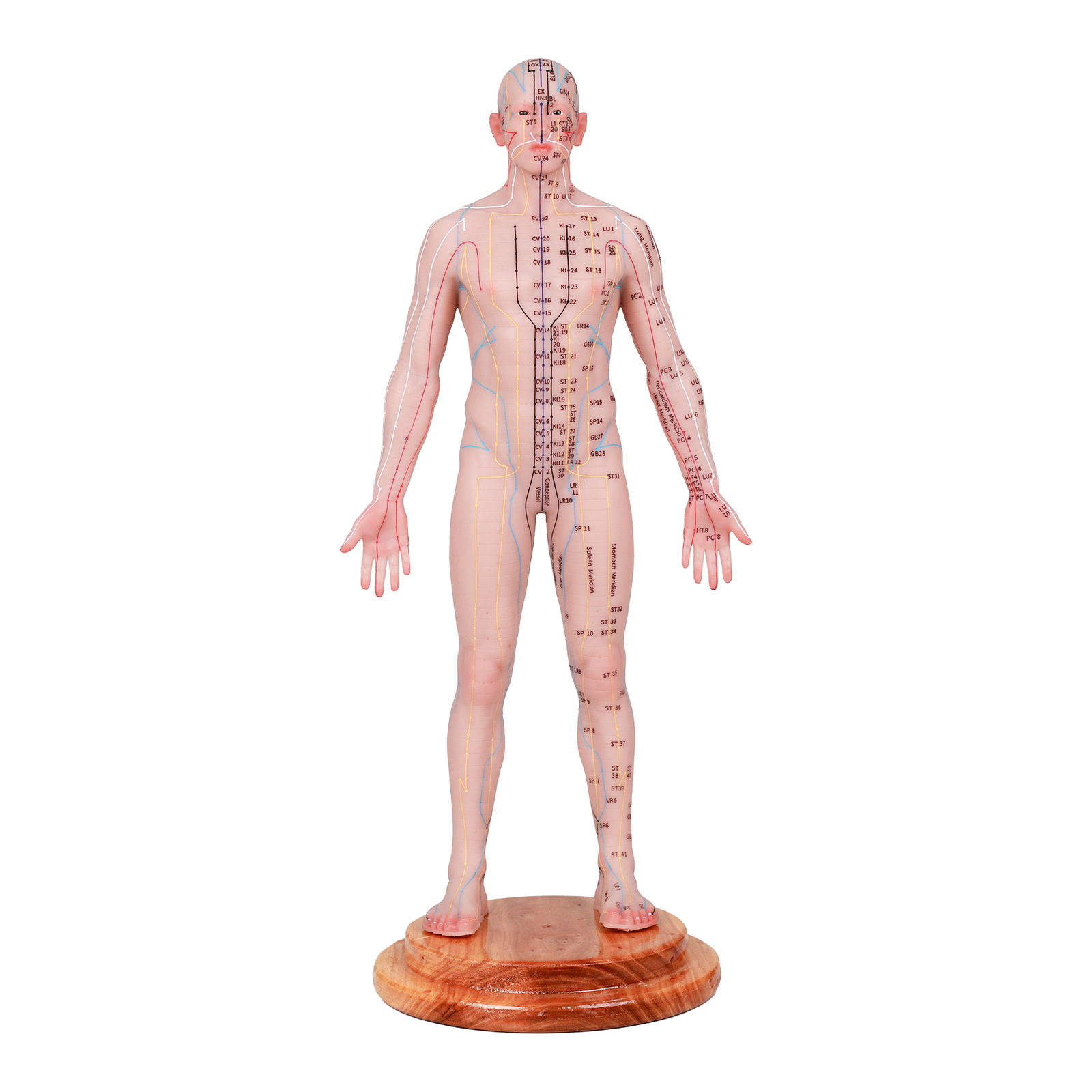 Acupuncture Model Human Acupoint Silicone Doll Acupuncture Point Display 48/55cm