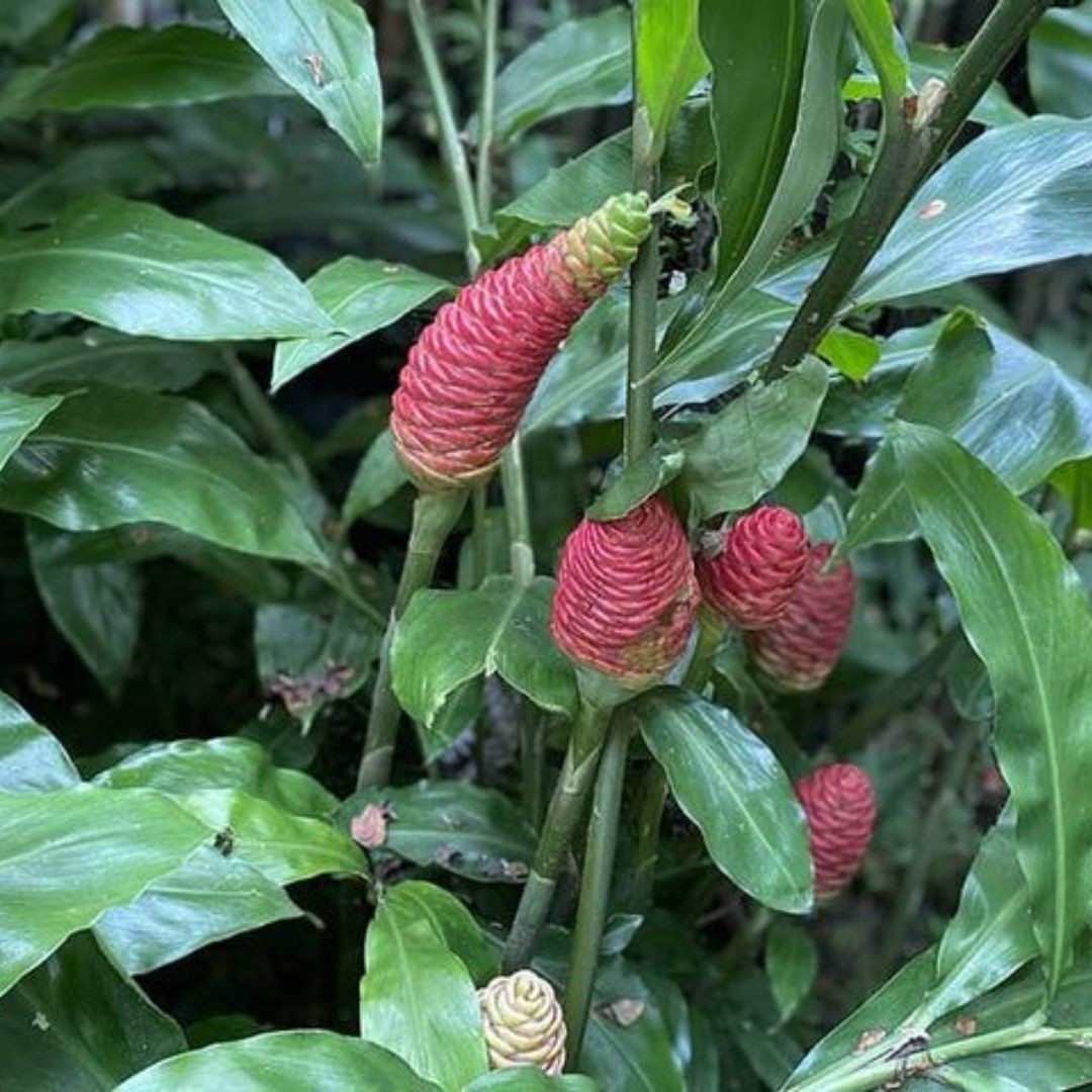 6 Shampoo GINGER Rhizomes Red Pinecone/Awapuhi Zingibar Zerumbet FREE SHIP