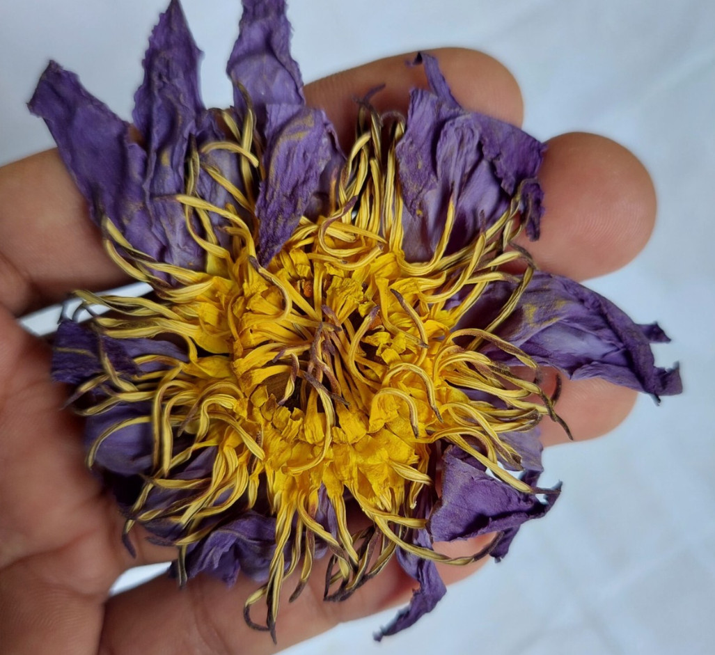 Organic Blue Lotus Flower – Nymphaea Caerulea – Premium Dried Flower – 1 Oz.
