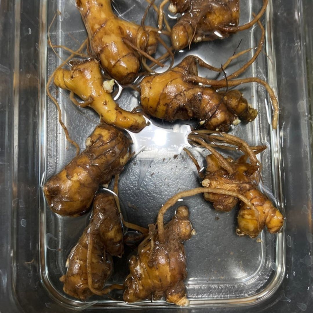 6 Shampoo GINGER Rhizomes Red Pinecone/Awapuhi Zingibar Zerumbet FREE SHIP