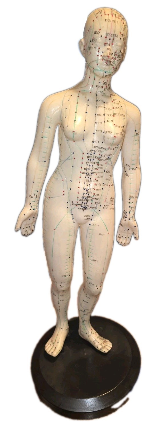Acupuncture Model On Stand Lightly Used