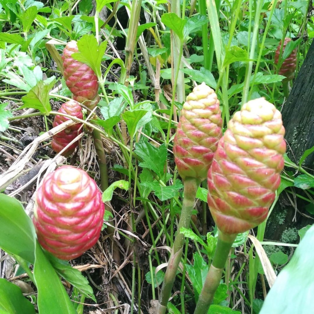 6 Shampoo GINGER Rhizomes Red Pinecone/Awapuhi Zingibar Zerumbet FREE SHIP