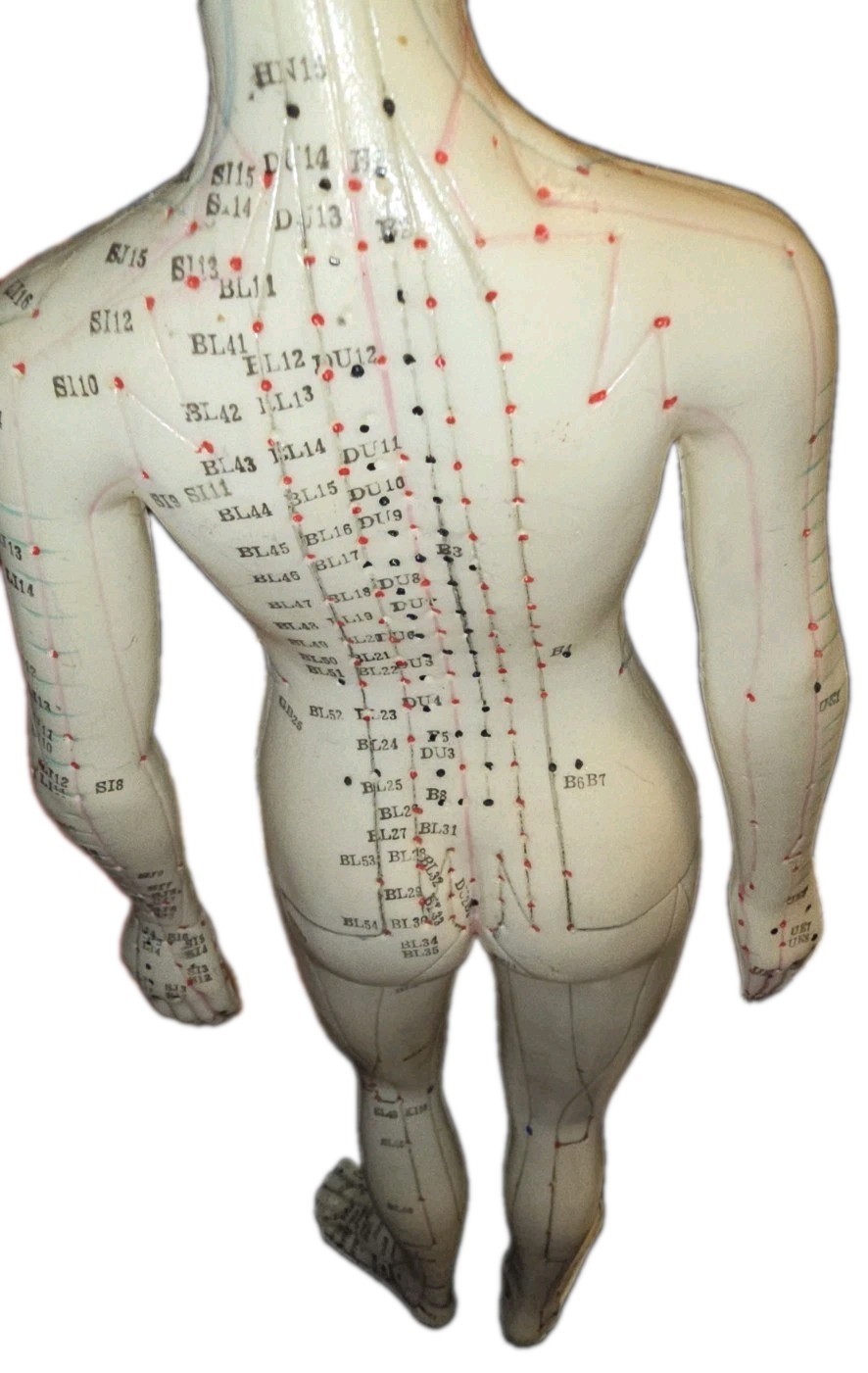Acupuncture Model On Stand Lightly Used