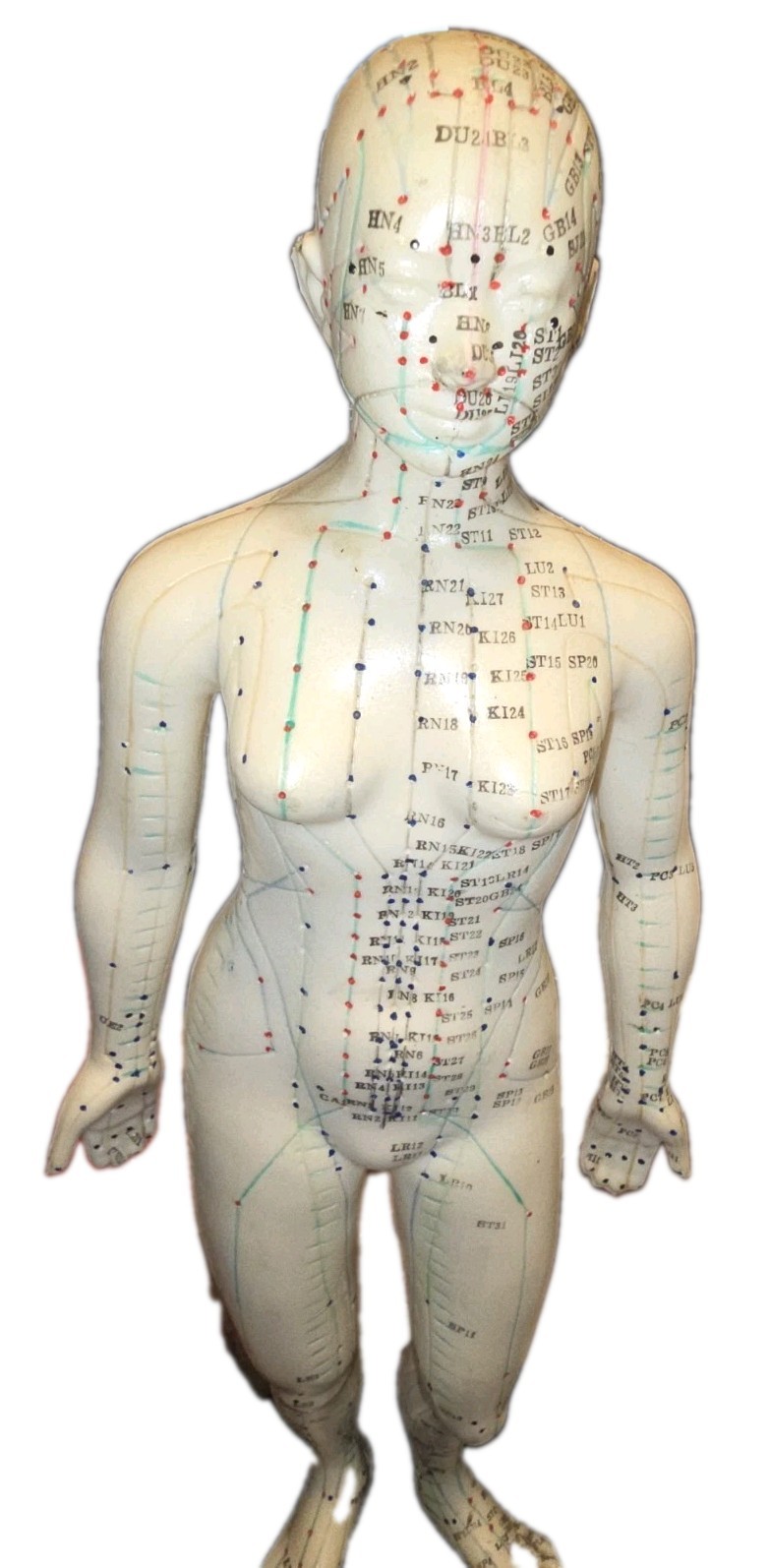 Acupuncture Model On Stand Lightly Used