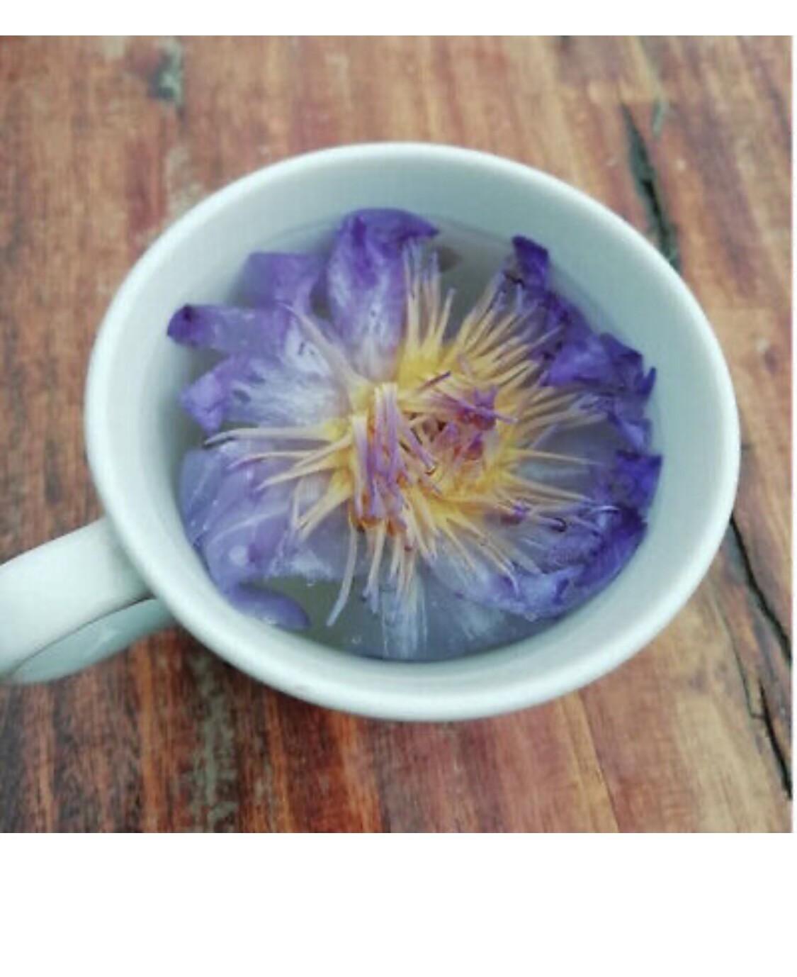 Organic Blue Lotus Flower – Nymphaea Caerulea – Premium Dried Flower – 1 Oz.