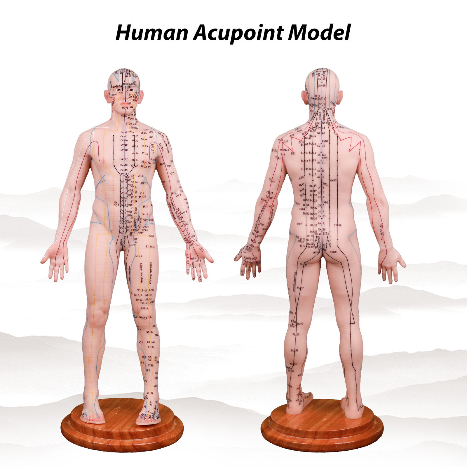 Acupuncture Model Human Acupoint Silicone Doll Acupuncture Point Display 48/55cm