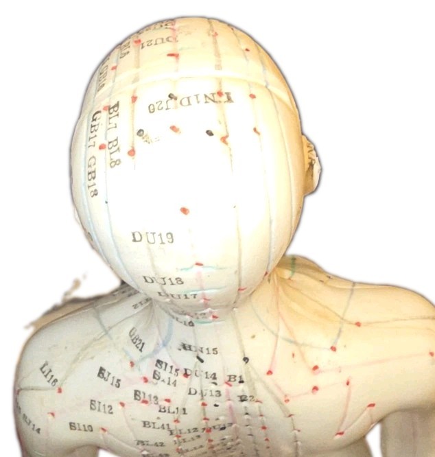 Acupuncture Model On Stand Lightly Used