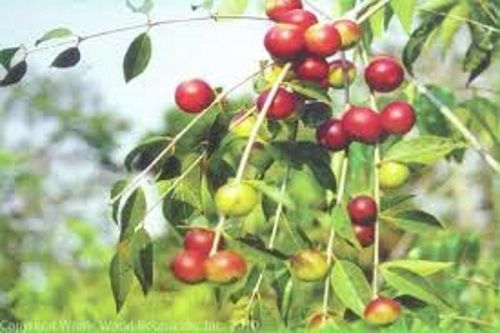 CAMU CAMU fruit powder 4oz 8oz 12oz 16oz 1lb 24oz 32oz 2lb 4lb 8lb – Paje brand
