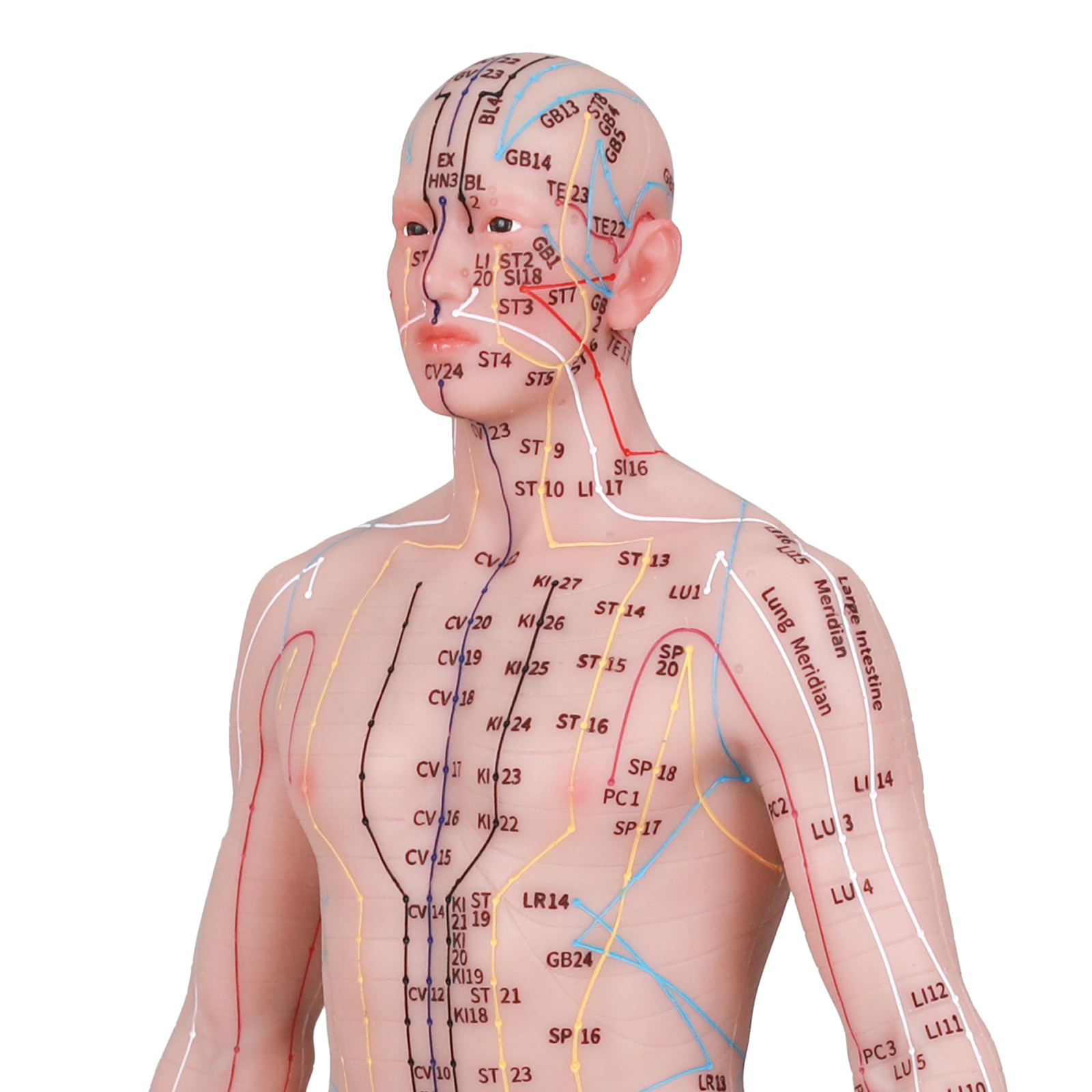 Acupuncture Model Human Acupoint Silicone Doll Acupuncture Point Display 48/55cm