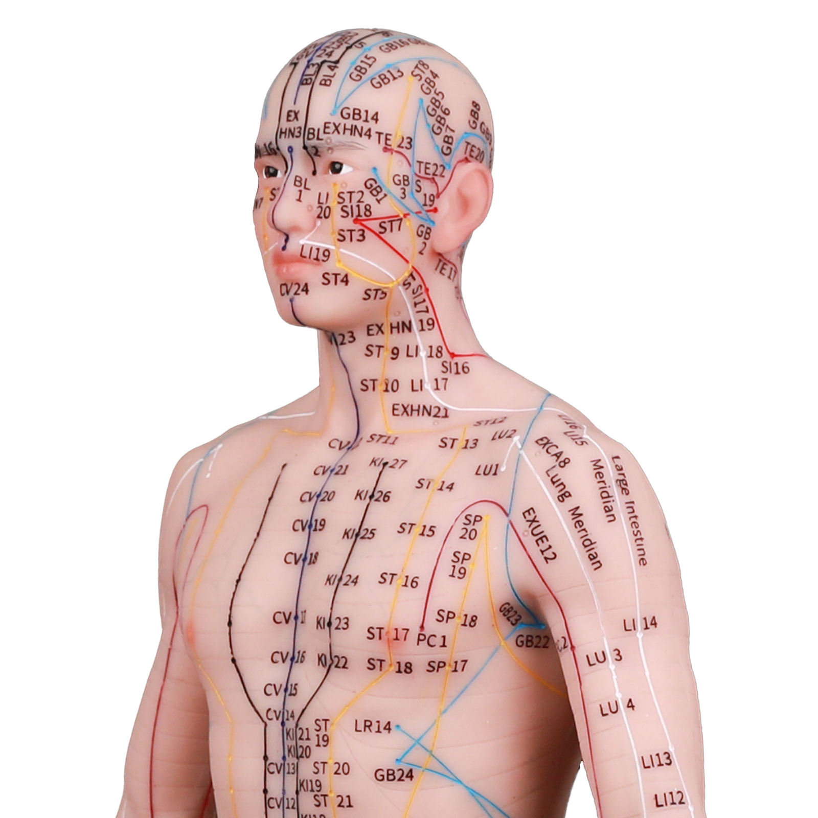 Acupuncture Model Human Acupoint Silicone Doll Acupuncture Point Display 48/55cm