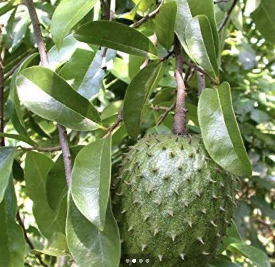 120 Fresh Soursop Graviola Leaves Organic Florida Picked Same Day of Delivery