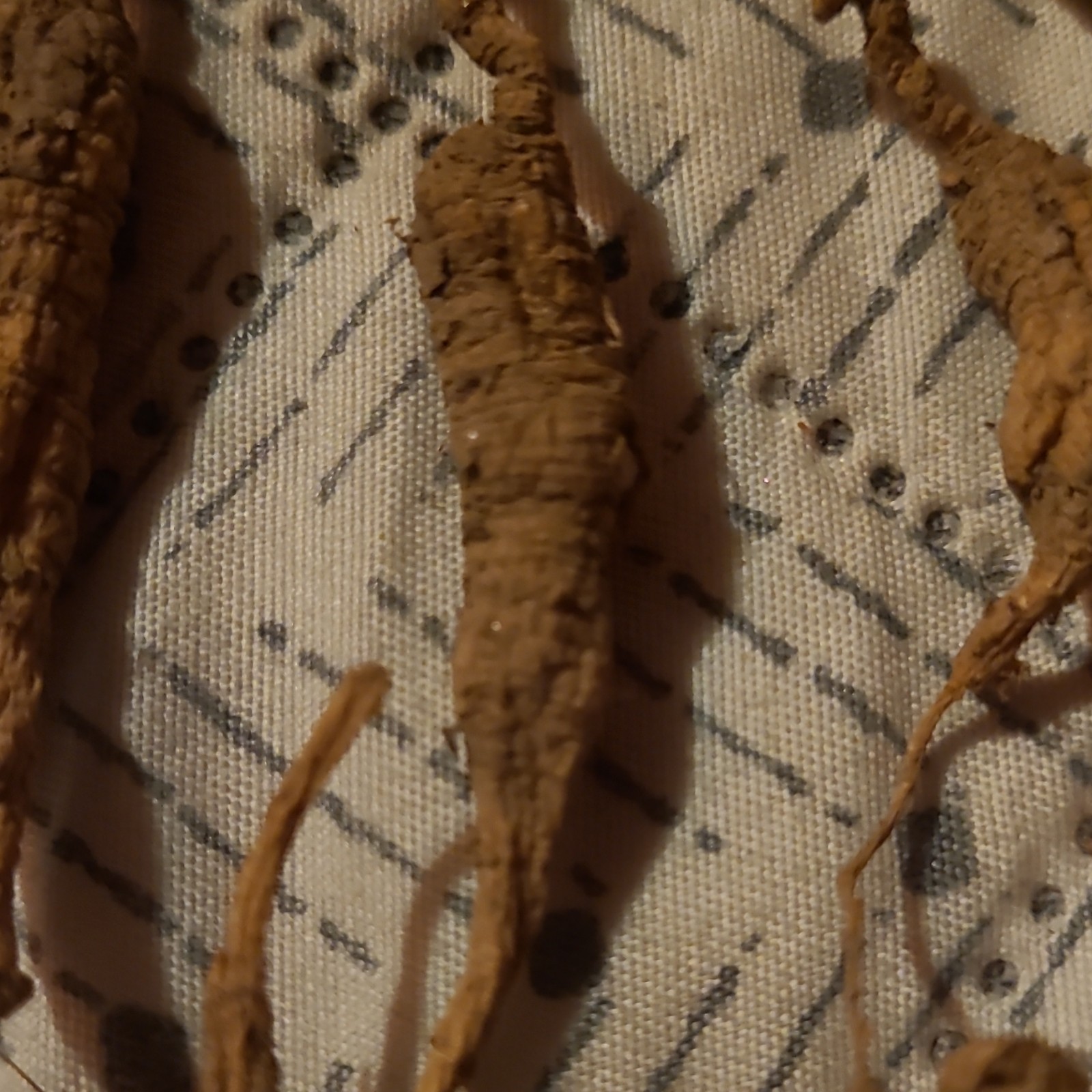 Dried Ginseng Root Herb – Oral Administration, Unisex Adult, Body Area Use
