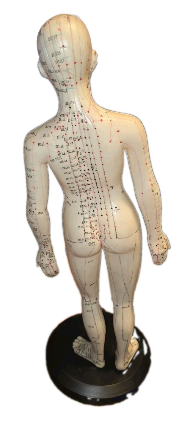 Acupuncture Model On Stand Lightly Used