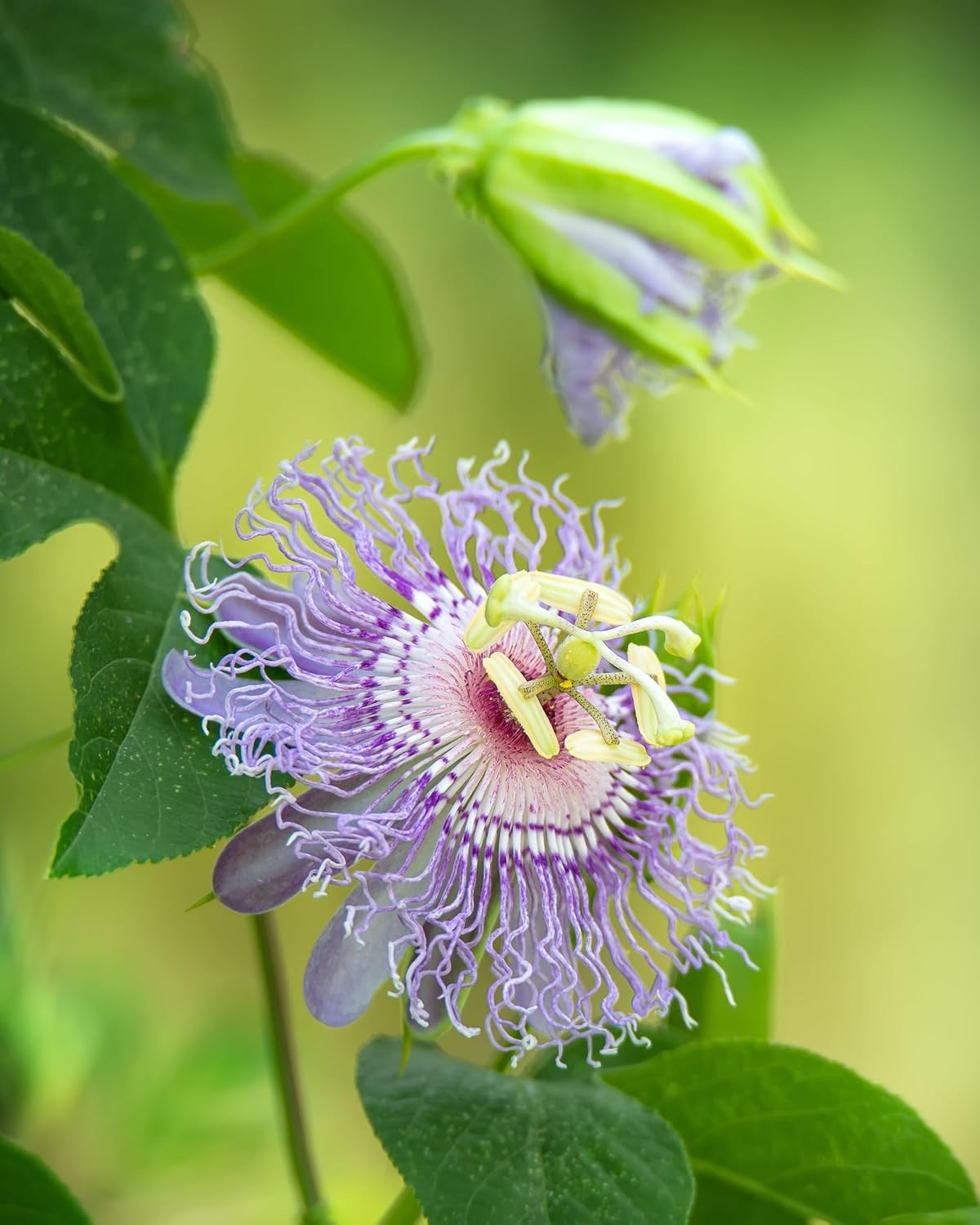 Passionflower Liquid Extract – Holistic Nervous System Support Supplement
