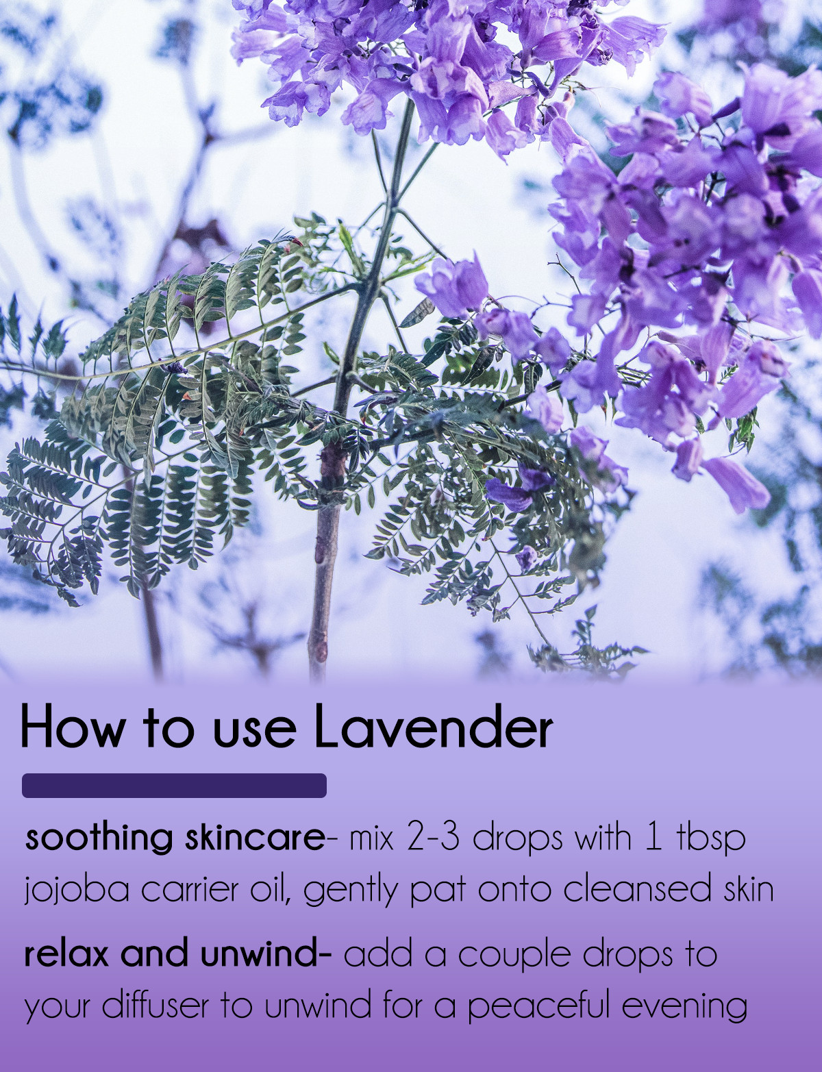 Lavender 40-42 Essential Oil 100% Pure Many Sizes Free Shipping
