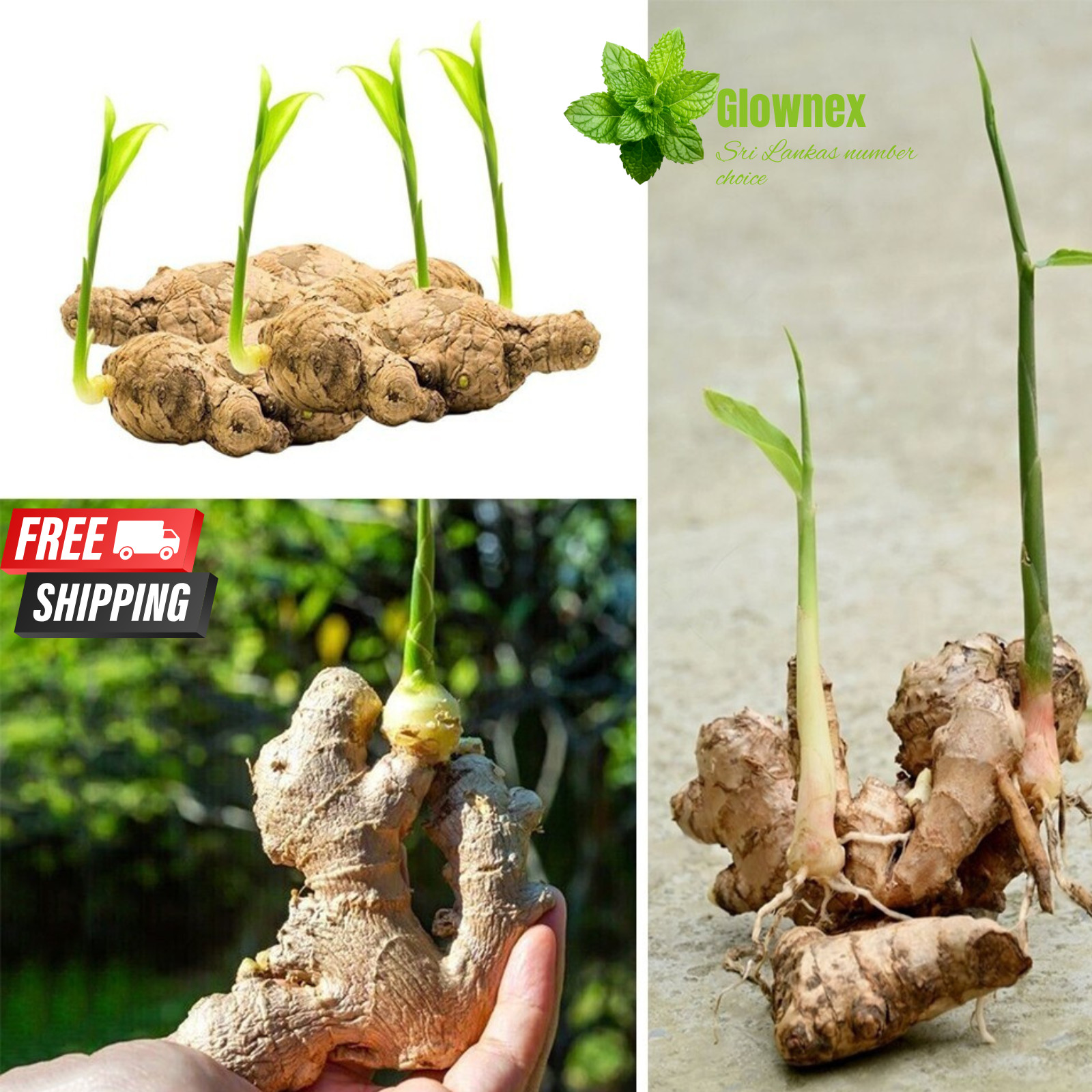 Fresh Organic Ceylon Ginger Roots – Premium Quality for planting