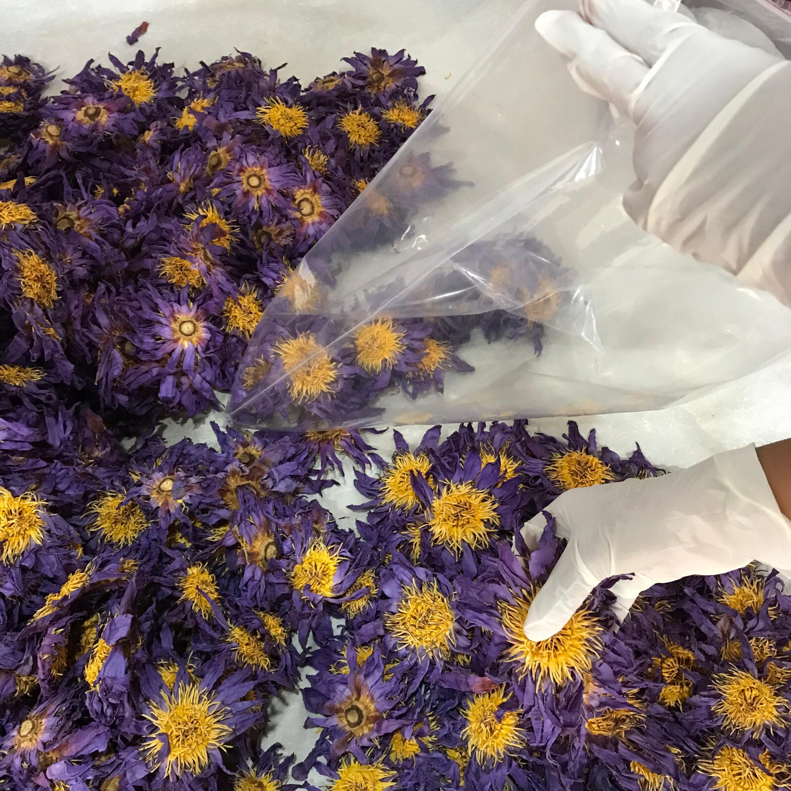 Blue Lotus |Nymphaea Caerulea| 100% Organic Herbal Hand Picked Pure Flowers Tea