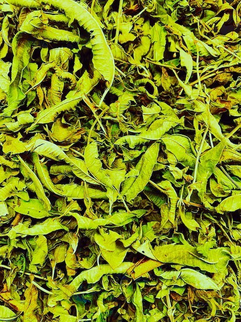 Mitragyna SPC $15 Off Code