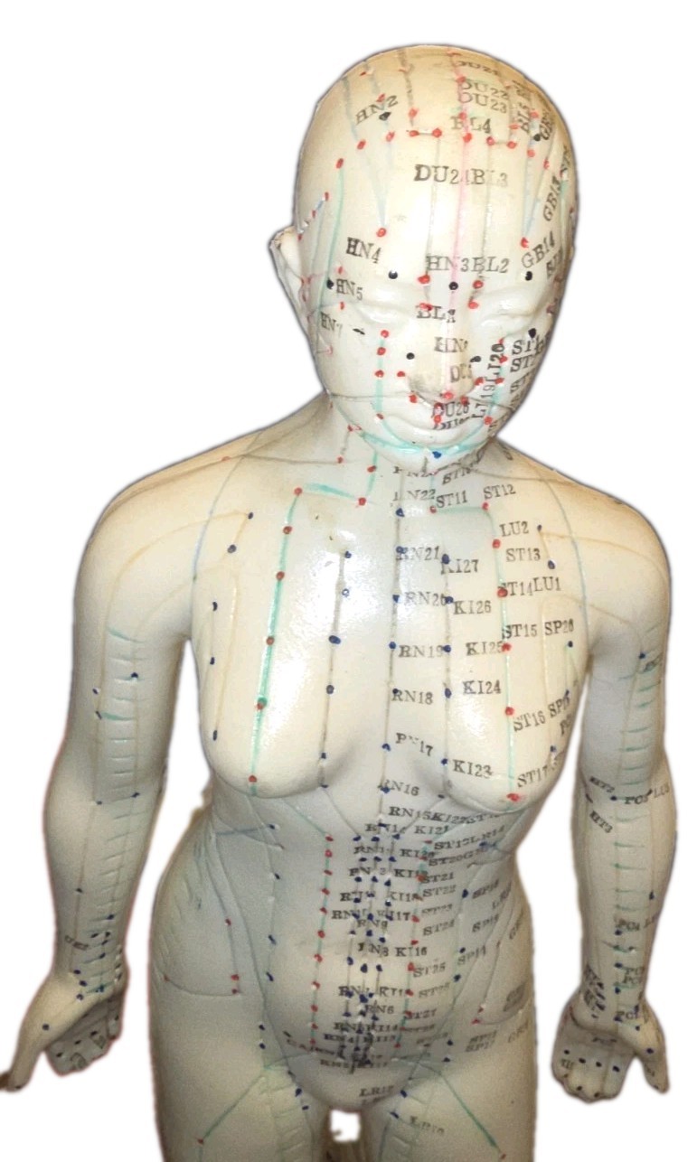 Acupuncture Model On Stand Lightly Used