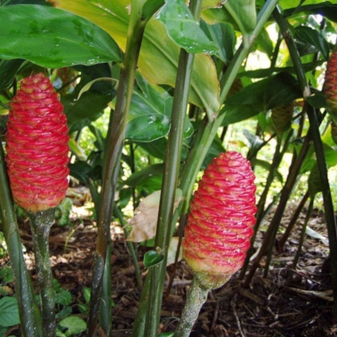 6 Shampoo GINGER Rhizomes Red Pinecone/Awapuhi Zingibar Zerumbet FREE SHIP