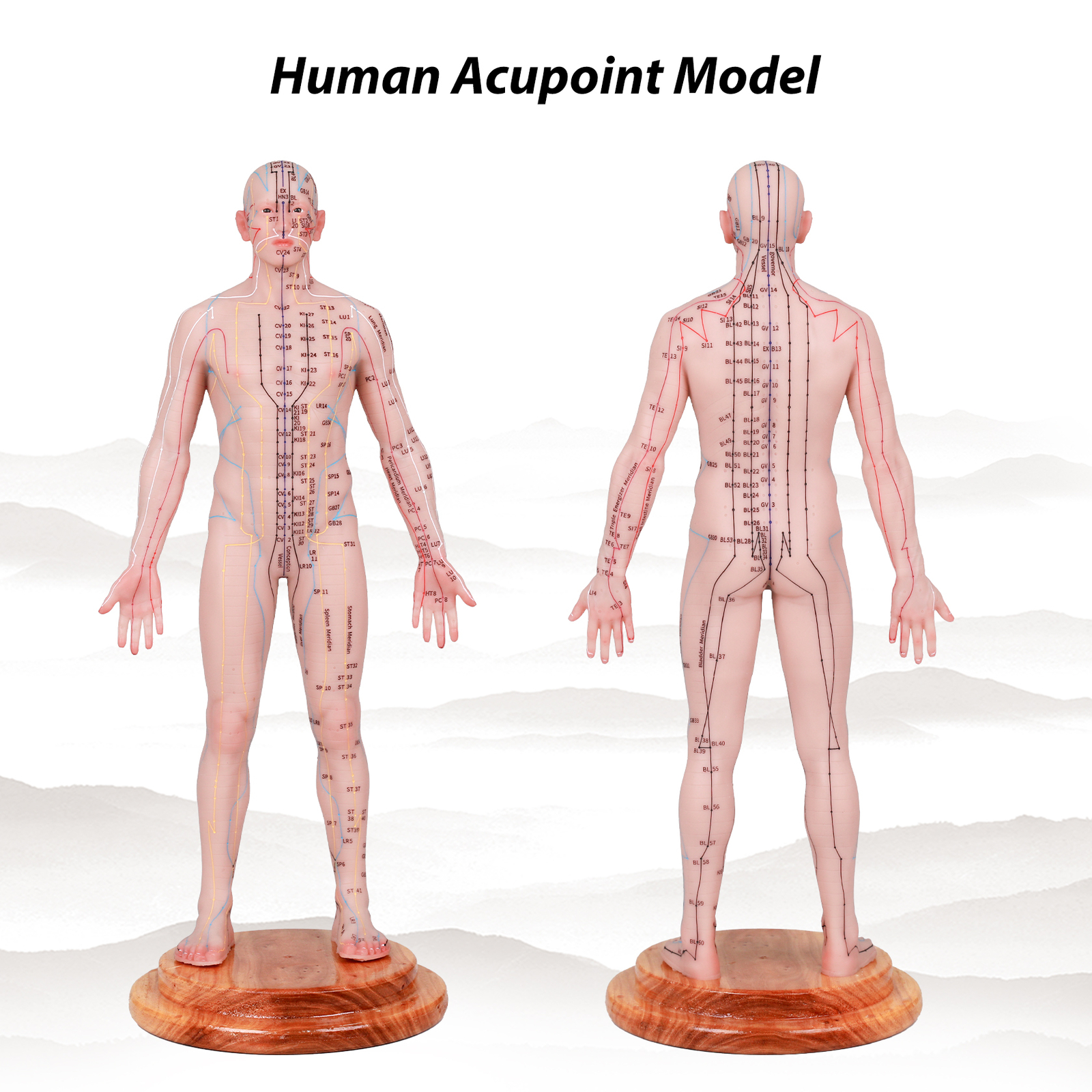 Acupuncture Model Human Acupoint Silicone Doll Acupuncture Point Display 48/55cm